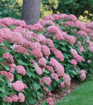 Pinkerella Smooth Hydrangea