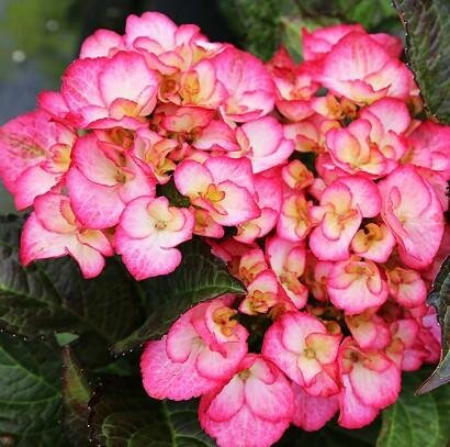 Firefly Hydrangea