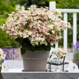 Early Evolution Hydrangea