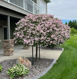 Palibin Lilac Tree