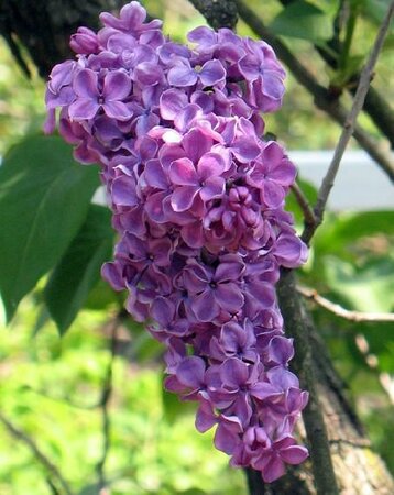 Ludwig Spaeth French Lilac