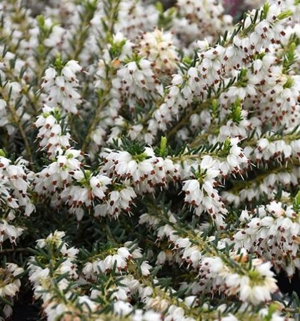 White Heather