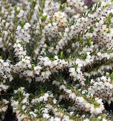 White Heather