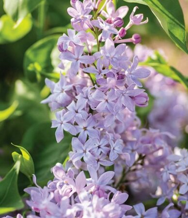 New Age Lavender Lilac
