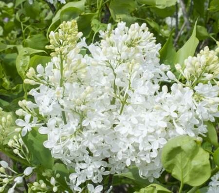 New Age White Lilac