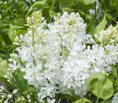 New Age White Lilac