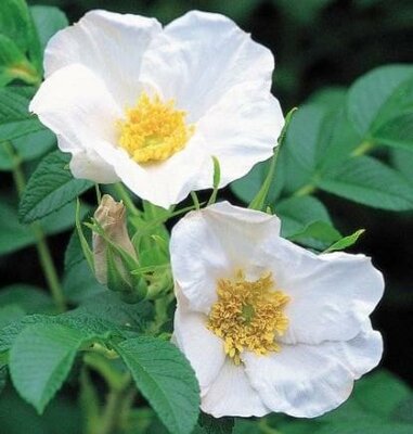 White Rugosa Rose
