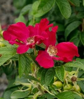Red Rugosa Rose (Red Beach Rose)