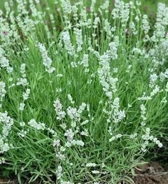 Big Time White English Lavender