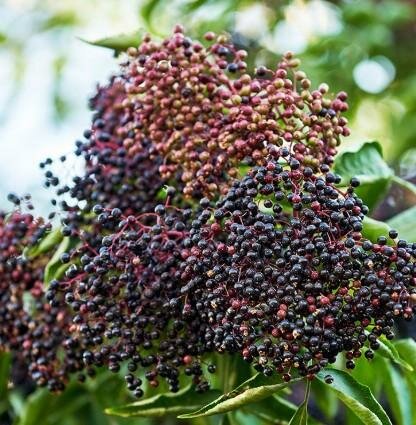 Wyldewood Elderberry