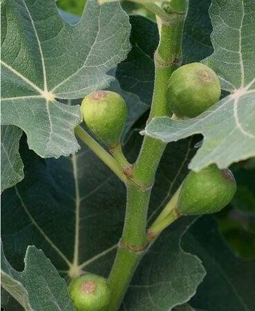 Fignomenal Dwarf Edible Fig Tree - image 2
