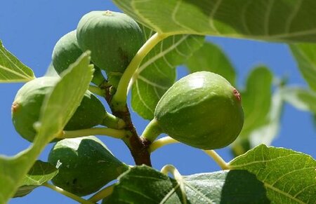 Fignomenal Dwarf Edible Fig Tree