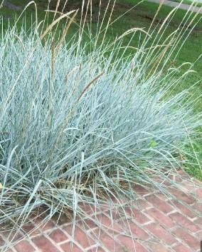 Blue Dune Lyme Grass