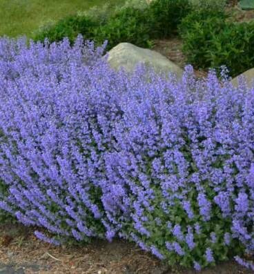 Purrsian Blue Catmint