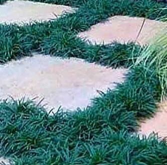 Dwarf Green Mondo Grass