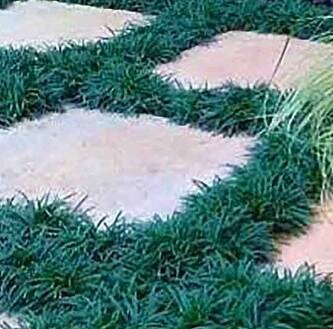Dwarf Green Mondo Grass