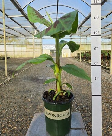 Grand Nain Fruiting Banana Plant - image 1