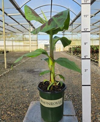 Grand Nain Fruiting Banana Plant - image 1