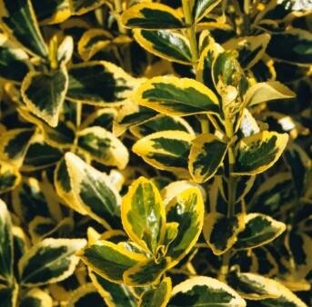 Chollipo Euonymus Screen