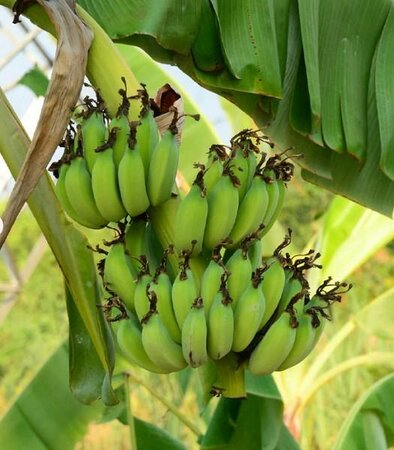 Grand Nain Fruiting Banana Plant - image 2