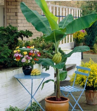 Grand Nain Fruiting Banana Plant - image 3