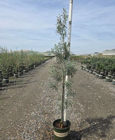 Arbequina Fruiting Olive Tree - image 2