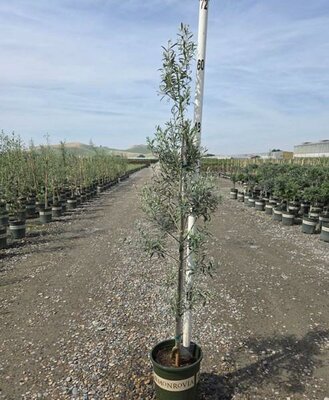 Arbequina Fruiting Olive Tree - image 2