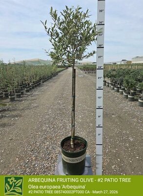 Arbequina Fruiting Olive Patio Tree - image 2