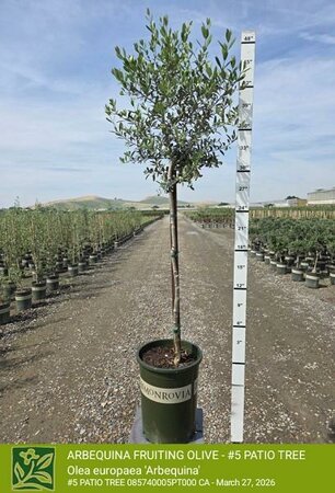 Arbequina Fruiting Olive Patio Tree - image 2