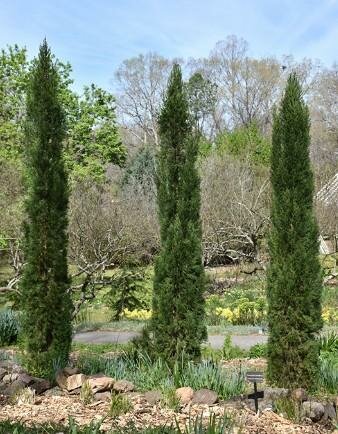 Blue Italian Cypress - image 3
