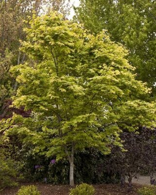 Osakazuki Japanese Maple - image 2