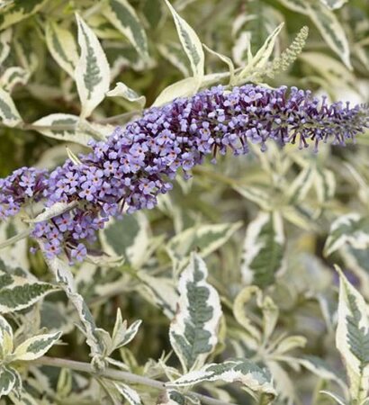 Butterfly Gold Variegated Butterfly Bush