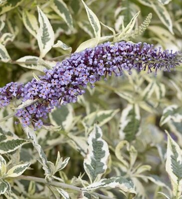 Butterfly Gold Variegated Butterfly Bush