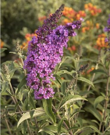 Petite Plum Dwarf Butterfly Bush - image 2