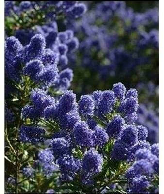 Victoria California Lilac Tree - image 2