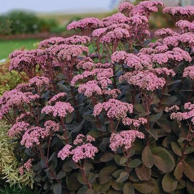 Maestro Stonecrop Sedum