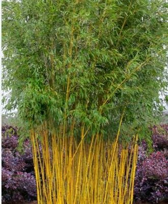 Golden Bamboo