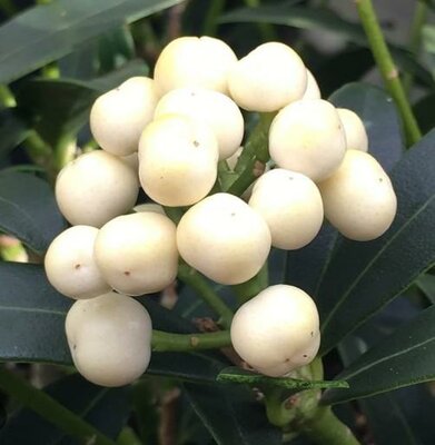 Kew White Skimmia - Female