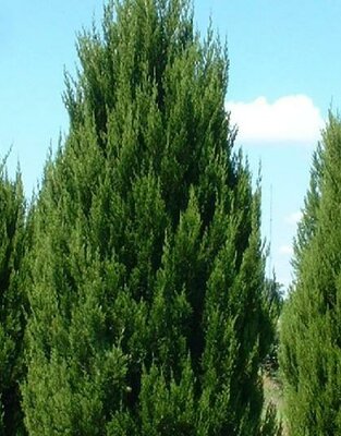 Spartan Juniper