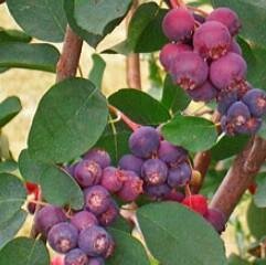 Pembina Saskatoon Serviceberry