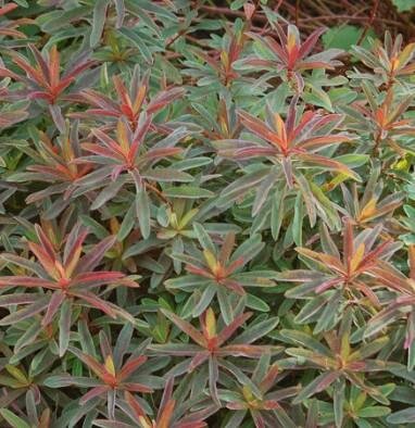 Bonfire Cushion Spurge