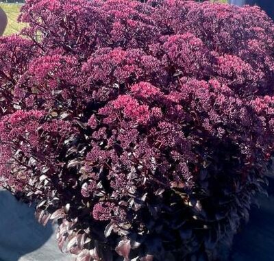 Nova 'Cherry Fizz' Sedum