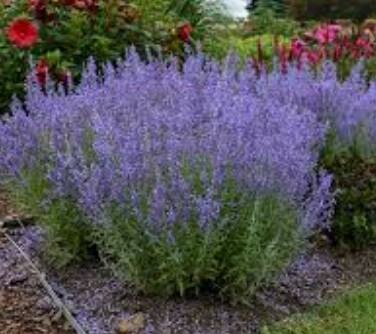 Denim 'n Lace Russian Sage