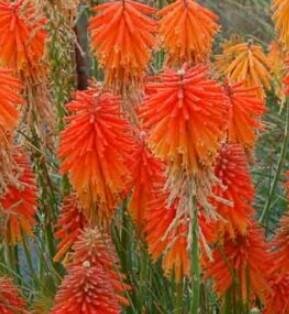 Solar Flare Red Hot Poker