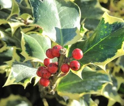 Gold Variegated Holly