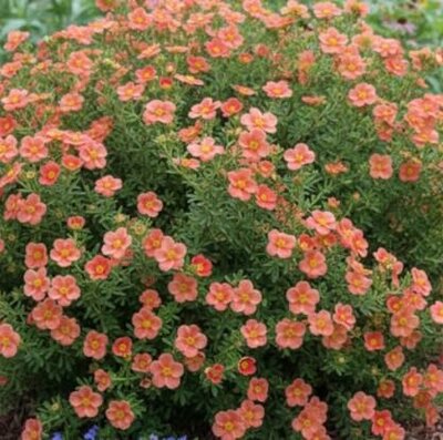 Red Ace Potentilla