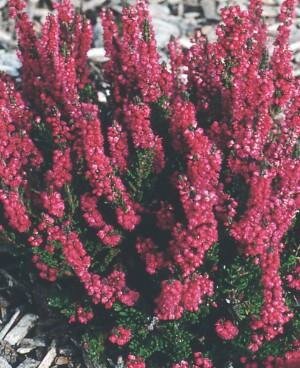 Dark Star Summer Heather