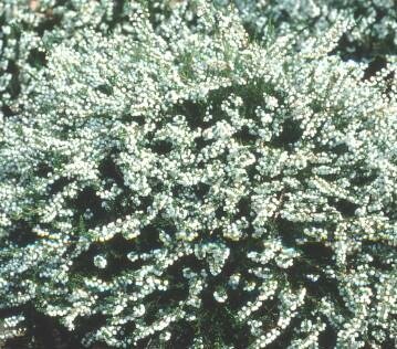 Alba Jae White Summer Heather