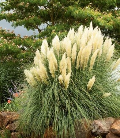 Ivory Feathers Pampas Grass