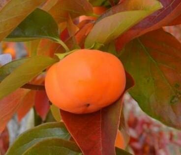 Cardinal Asian Persimmon